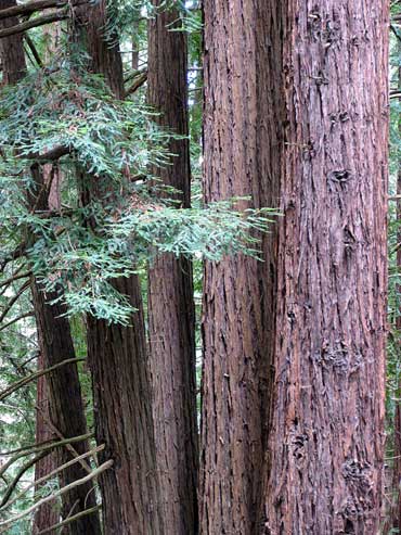 Coast redwoods in Aptos, CA