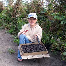 Picking olallieberries at coastways Ranch