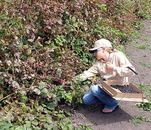 U Pick Berries You Pick berries Santa Cruz California