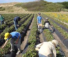 U-pick strawberries north of Davenport, CA