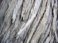 Coast redwood tree bark