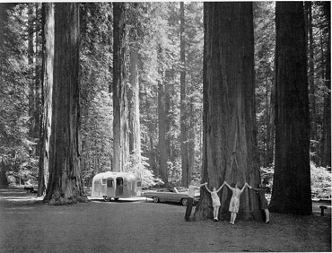 Coast redwood grove and trailer camping 1960's